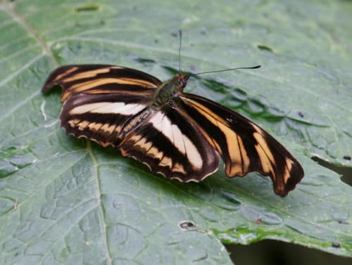 Judith's Longwing