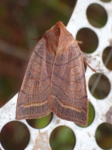 Pointed Sallow
