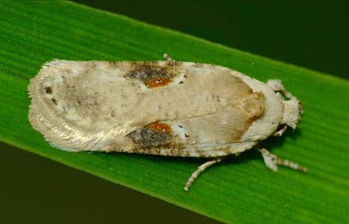 Poison hemlock moth