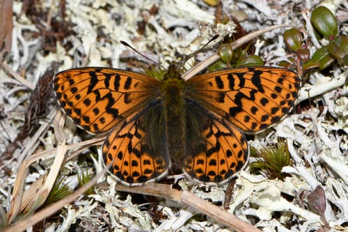 Polaris Fritillary
