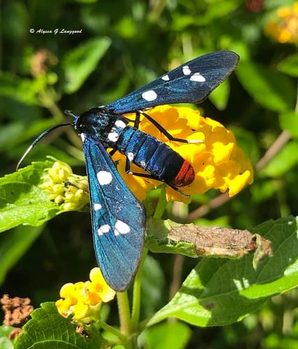 Polka-Dot Wasp Moth