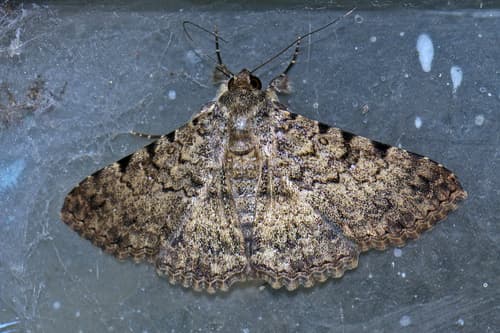 Polydesma boarmoides