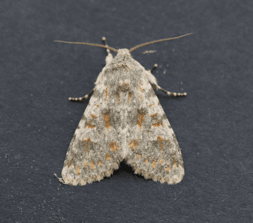 Red-belted Polymixis