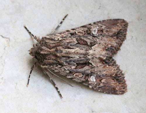 Polymixis trisignata