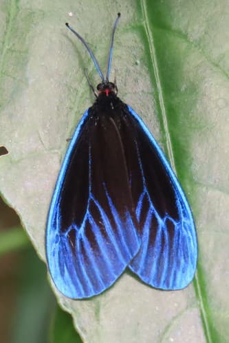 Blue-bordered Pompelon