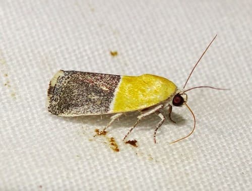 Yellow-fronted Owlet