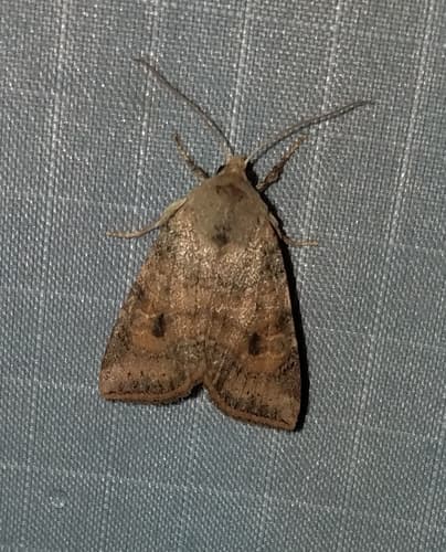 Poplar Catkin Sallow