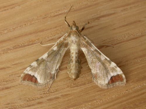 Poroporo fruit borer