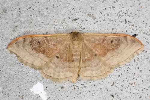 Portland Ribbon Wave