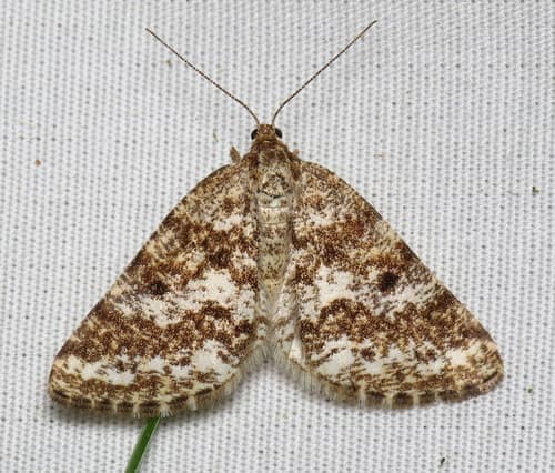 Powder Moth