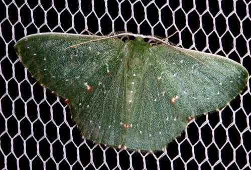 Prasinocyma iosticta