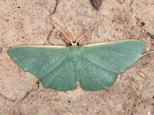 Ocyptera Emerald Moth