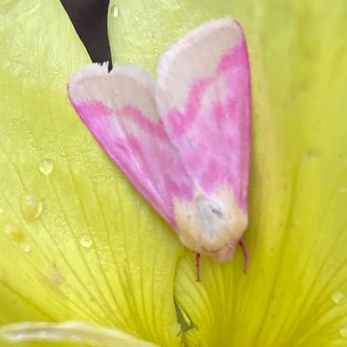 Primrose Moth