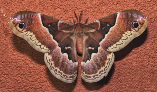 Promethea Silkmoth