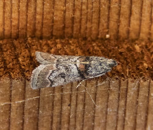 Promylea lunigerella