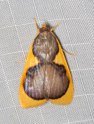 Prooedema inscisalis