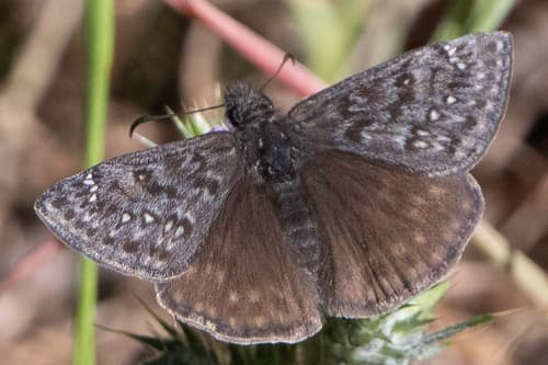 Propertius Duskywing