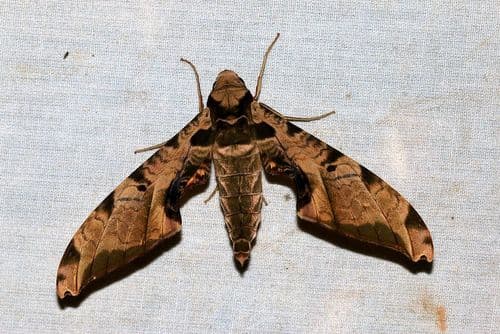 Protambulyx eurycles