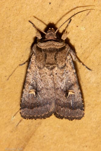 Proteuxoa tetronycha