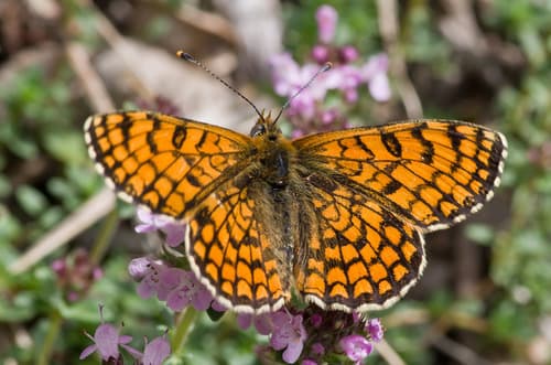 Provençal Fritillary