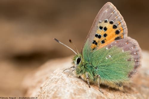 Provence Hairstreak