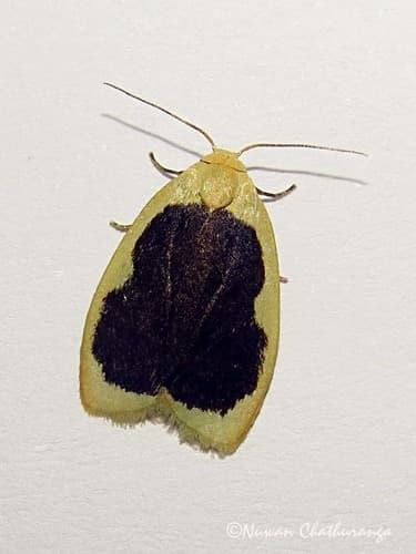 Pseudoblabes oophora