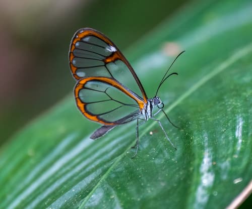 Glasswing Butterfly