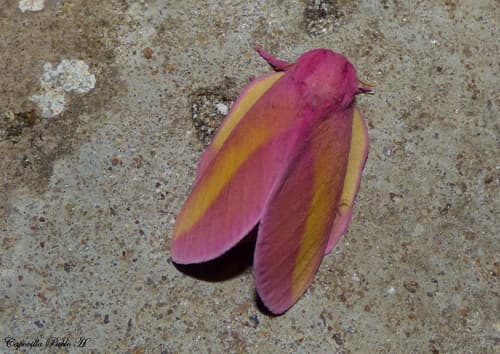 Rosy Maple Moth