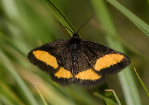 Four-spotted Heath Moth