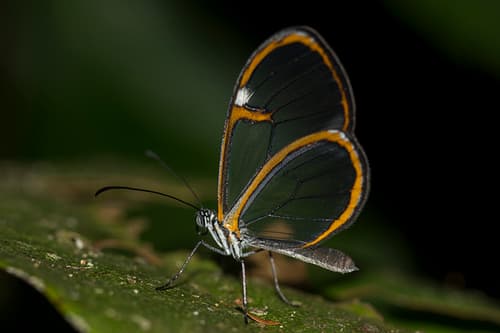 Carlia Glasswing