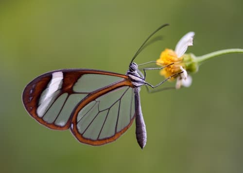 Cotytto Glasswing