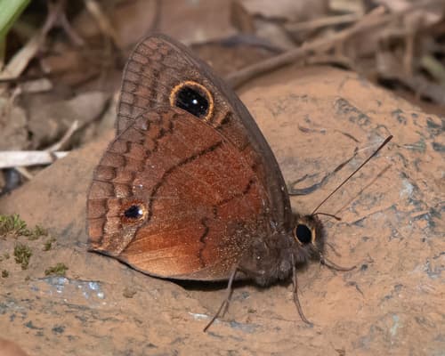 Puerto Rican calisto