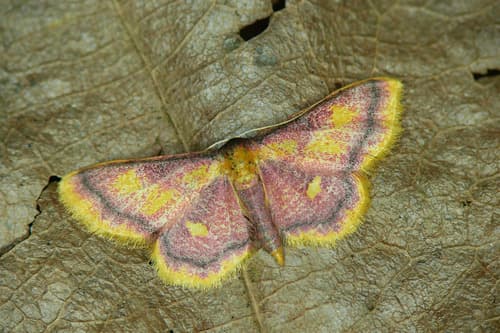 Purple-bordered Gold