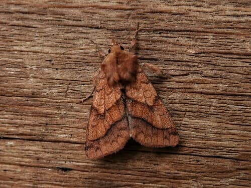 Purple-lined Sallow