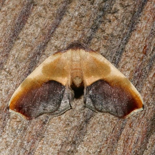 Purple Plagodis Moth