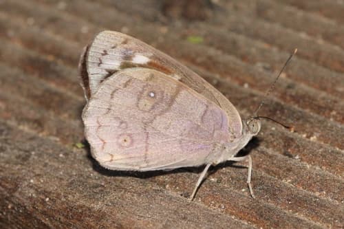 Pusilla Purplewing