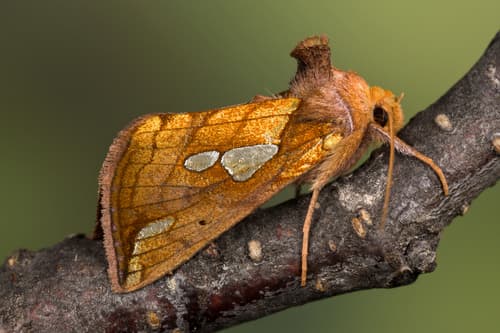 Putnam's Looper Moth