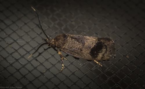 No widely recognized common name