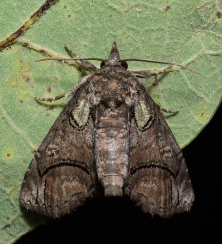 Pygmy Paectes Moth