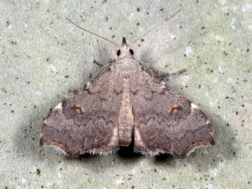 Pygmy Redectis Moth
