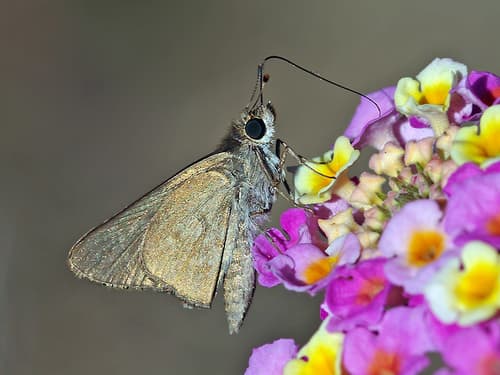 Pygmy Skipper