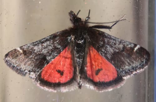 Red-backed Pyrausta