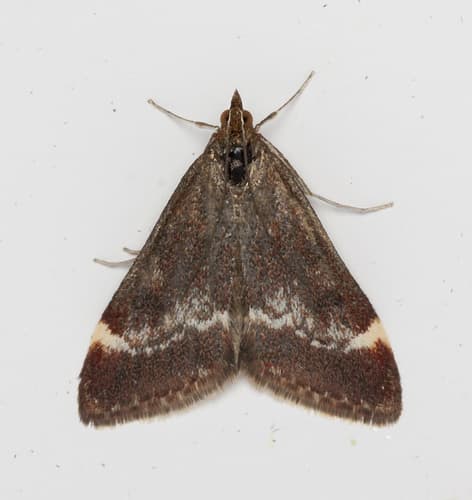 Nicalis Pyrausta
