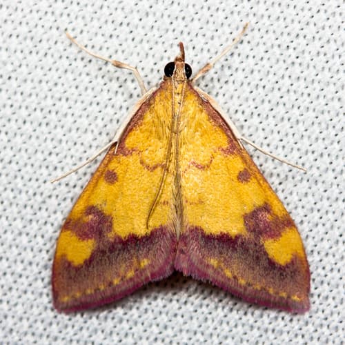 Red-edged Pyrausta Moth