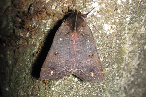 No common name found