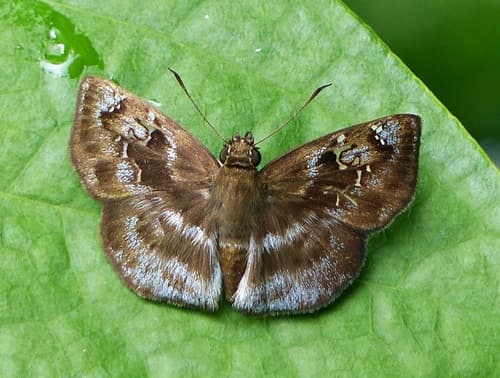 U-lucida Skipper