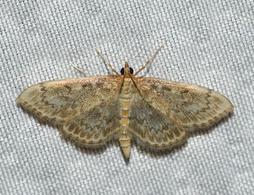 Quebec Anania Moth