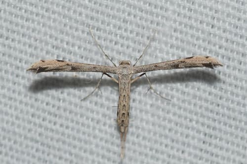 Ragweed Plume Moth