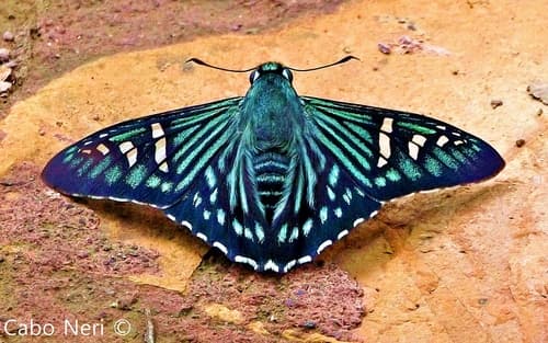 Rainbow Skipper