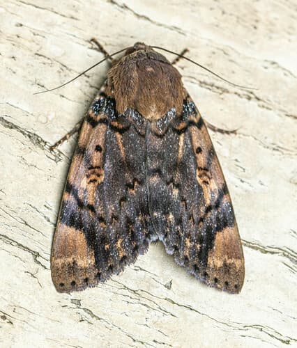 Ramie Moth